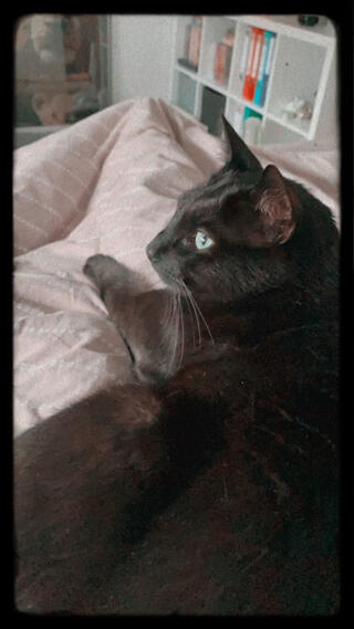 Ein Kater namens Kater